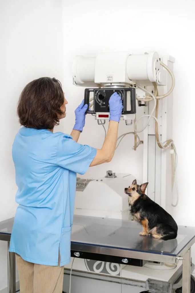 Veterinary technician operating a digital X-ray machine for diagnostic imaging