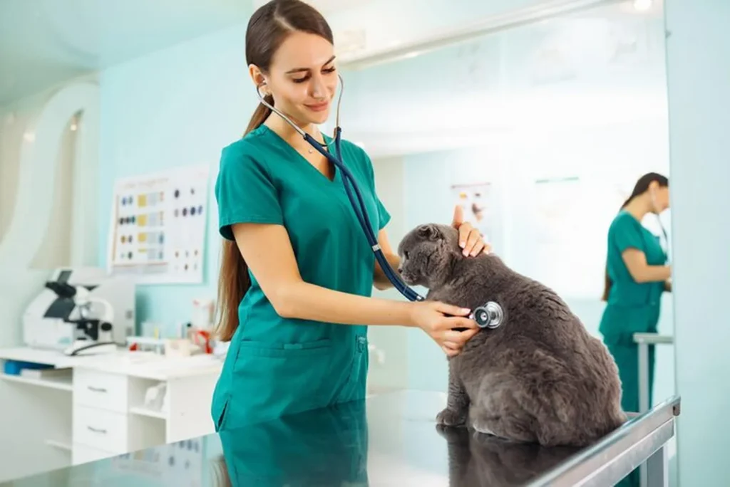 Veterinarian examining a dog with a stethoscope for kidney and urinary health